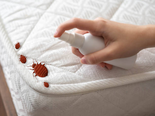 Best Wasp Removal Services  in Benld, IL