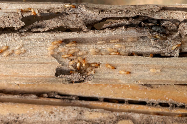 Pest Prevention Services in Benld, IL